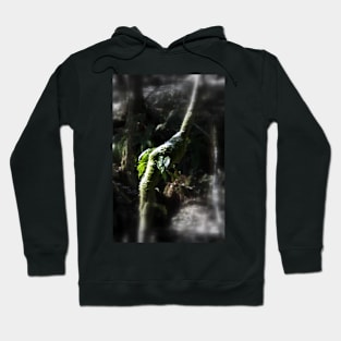 snowy Oregon ferns in trees 2 Hoodie